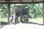 Chained Elephants - not nice!